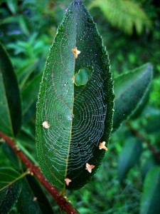 Spinnennetz im Blatt
