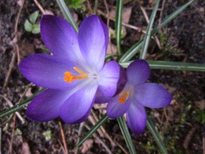 Krokus-Blüte