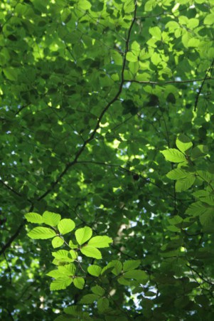 grüne Blätter 2