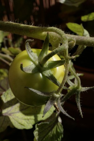 grüne Tomate